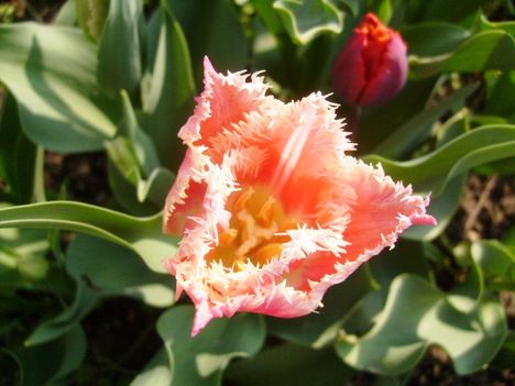 Tulipán .  Tulpen  Crispa