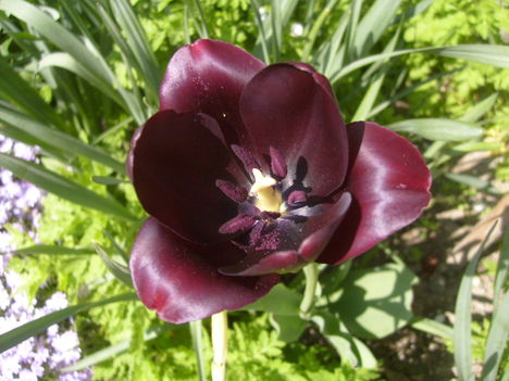 Tulipán  Queen  of  Night