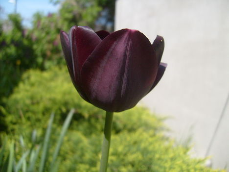 Tulipán  Queen of  Night