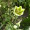 Tulipán > Tulipa  Humming  Bird
