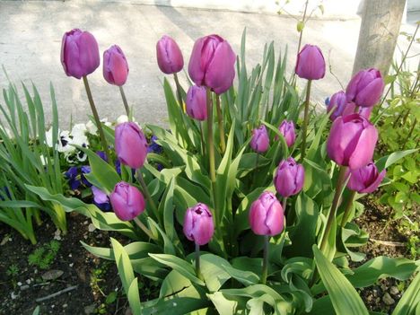 Tulipán,  ;Tulipa single early  Purple  Prince,