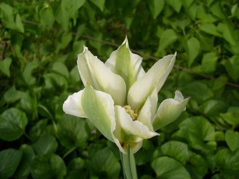 Tulipán >Tulipa  Humming  Bird