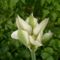 Tulipán >Tulipa  Humming  Bird