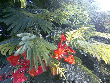 tűzvirágfa 1 szála -- delonix regia
