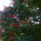 tűzvirágfa  teljes nyilásban  --  delonix regia