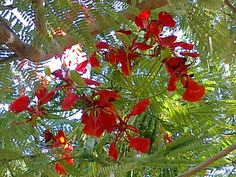 tűzvirágfa egy csokorban  -- delonix regia