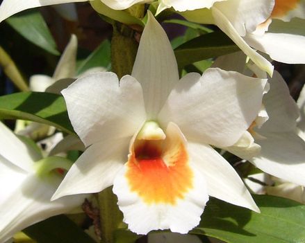 feher_orchidea_51397_051519