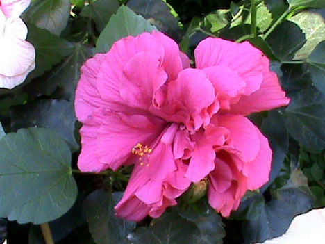 Hibiszkusz