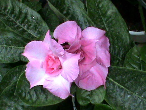 Mandevilla