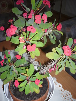 P1080580