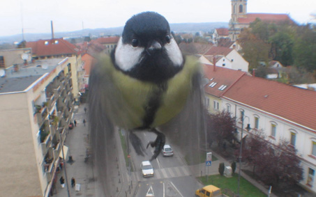 szentgotthard_webkamera_cinke_madar