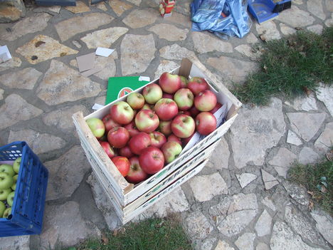 almaszüret
