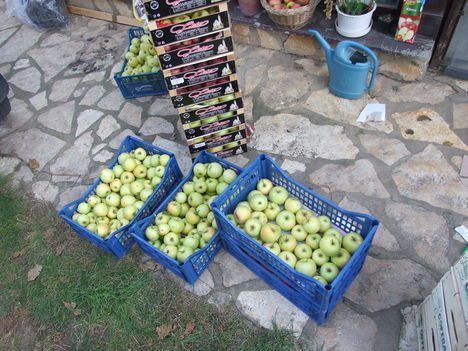 almaszüret