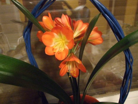 Clivia