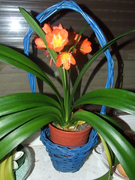 Clivia