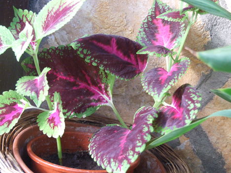 Coleus blumei Kóleusz Mozaikvirág