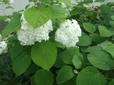 Cserjés hortenzia fehér ( Hydrangea arborescens Annabelle)