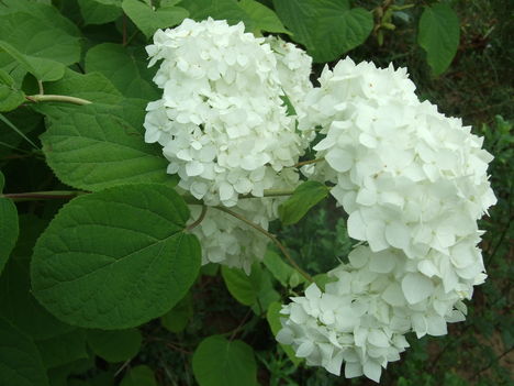 Cserjés hortenzia fehér ( Hydrangea arborescens Annabelle)