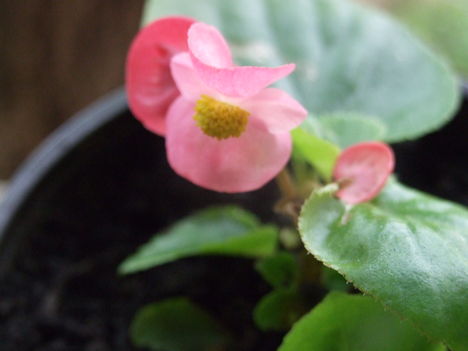 Folytonnyíló begónia (Begonia semperflorens)