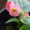 Folytonnyíló begónia (Begonia semperflorens)