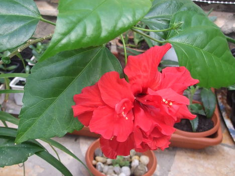 hibiszkusz