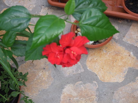 hibiszkusz