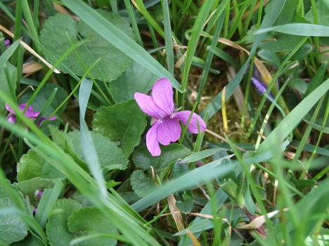 ibolya