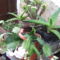 kaktuszok és pozsgások - Kalanchoe tubiflora, karácsonyi kaktusz, aloevera, pompás kutyatej