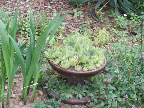 kővirózsa, fülfű (Sempervivum tectorum)