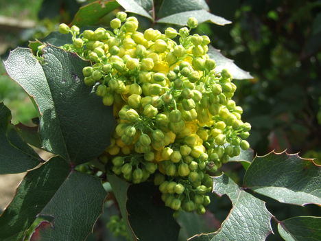 Mahónia