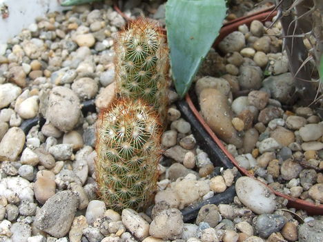 Mammillaria elongata