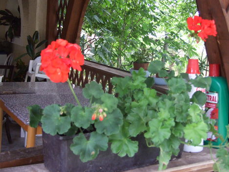 muskátli
