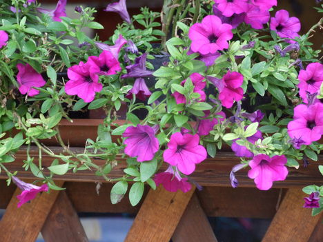 petunia