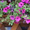 petunia