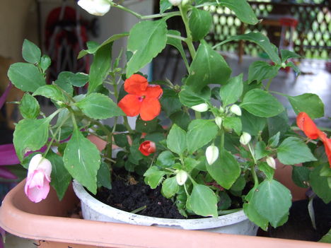 pistike