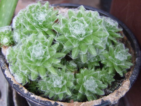 pókhálós kövirózsa (Sempervivum arachnoideum)