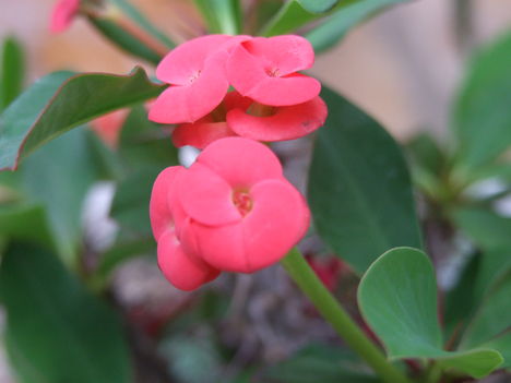 pompás kutyatej (Euphorbia milii)