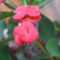 pompás kutyatej (Euphorbia milii)