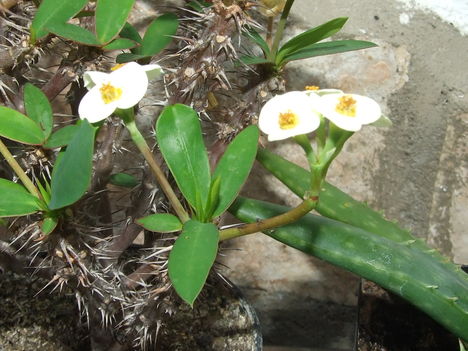 pompás kutyatej (Euphorbia milii)