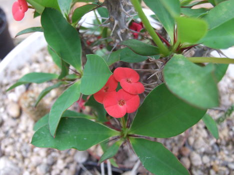 pompás kutyatej (Euphorbia milii)
