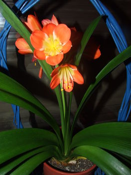 Szobaliliom (Clivia miniata)