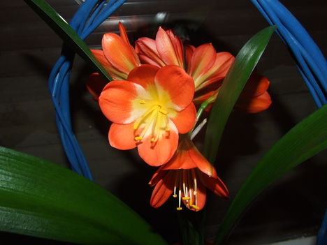 Szobaliliom (Clivia miniata)