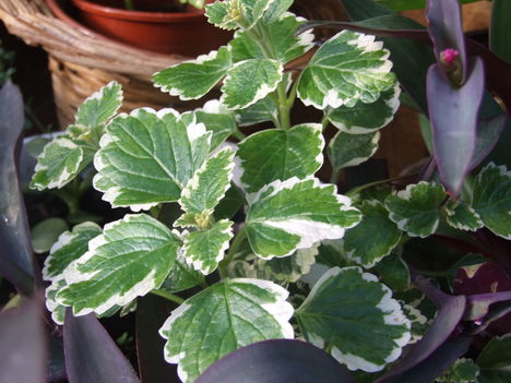 "szúnyogriasztó" kakassarkantyú (Plectranthus coleoides)
