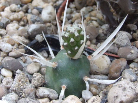 Tephrocactus articulatus var. papyracanthus