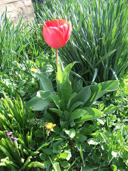 Tulipán