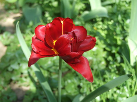 tulipán