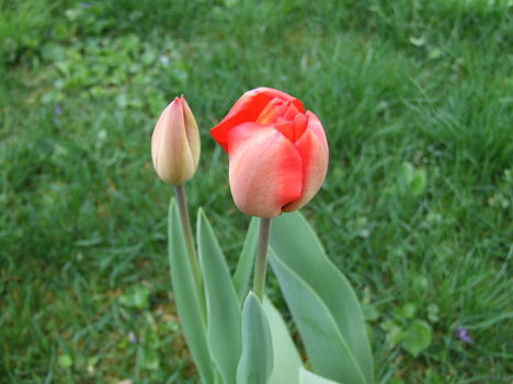 tulipán
