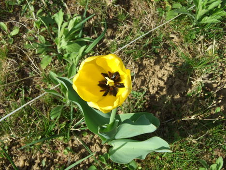 tulipán