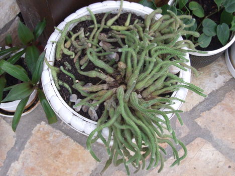 ujjaskaktusz (Chamaecereus silvestrii)