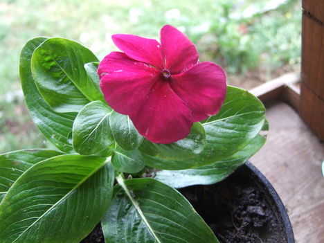 Vinka (Catharanthus)